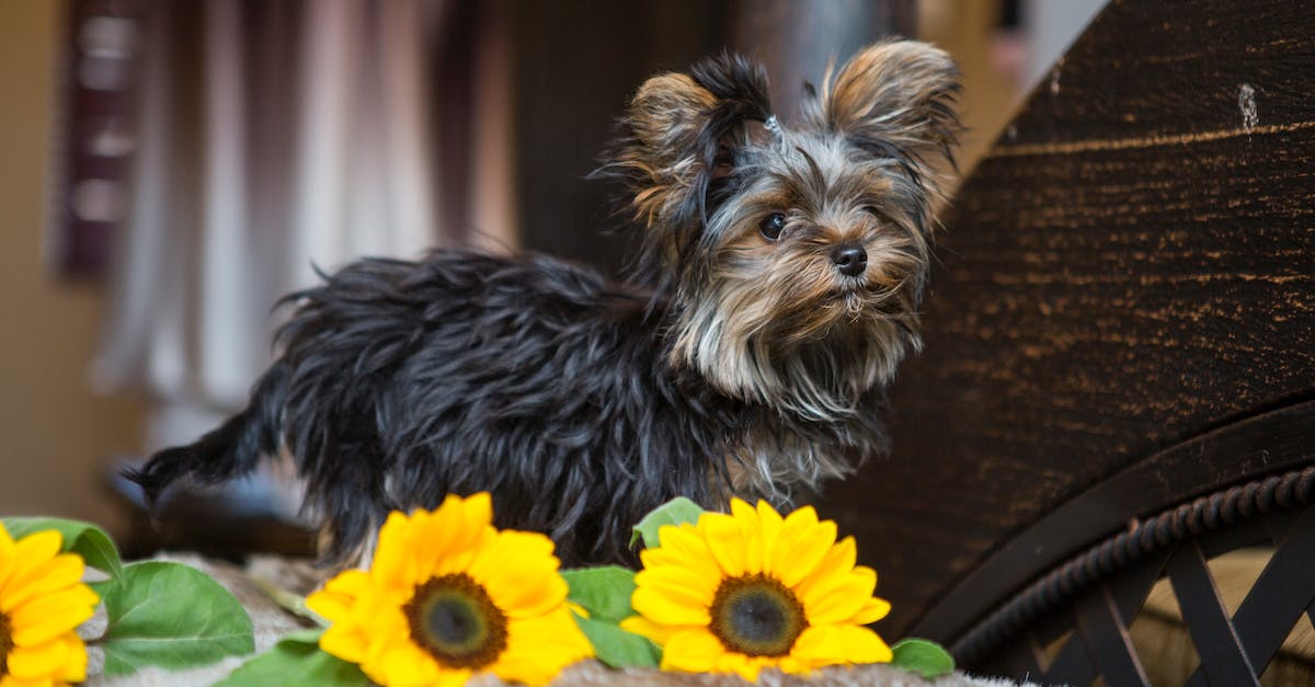 A Paw-sitive Guide to Starting Your Own Pet Grooming Business