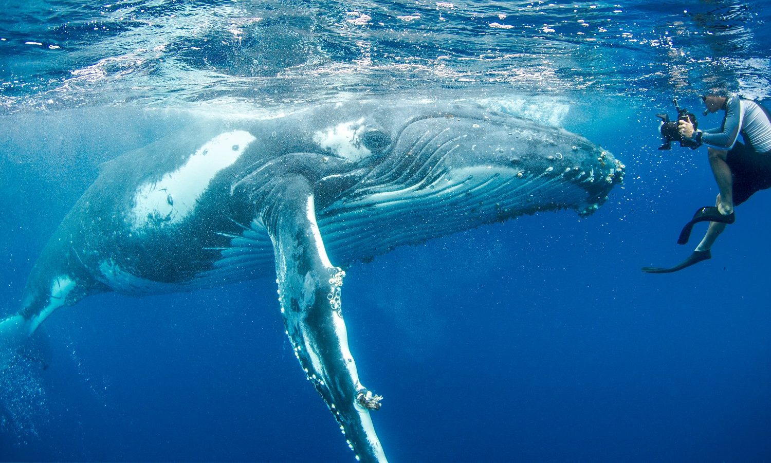 All About Manta Rays: Unveiling the Mysteries of the Ocean’s Graceful Giants