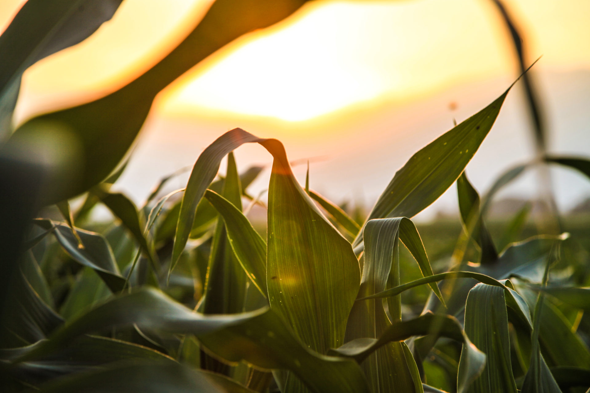 Revolutionizing Agriculture: How Modern Farmers Are Harnessing Weeding Technology