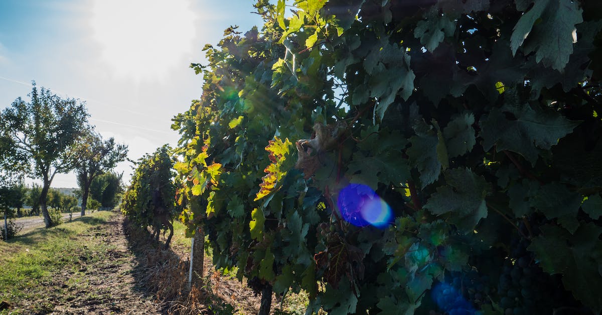 Revolutionizing Viticulture: The Rise of Innovative E-commerce in the Wine Industry