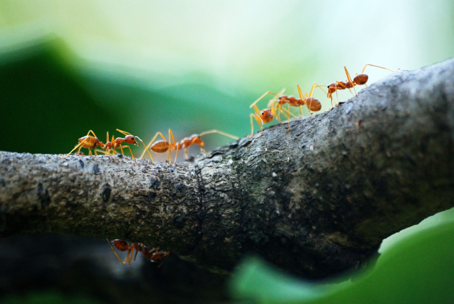 Stop Rolling Out the Red Carpet: 5 Ways You’re Inviting Ants into Your Home