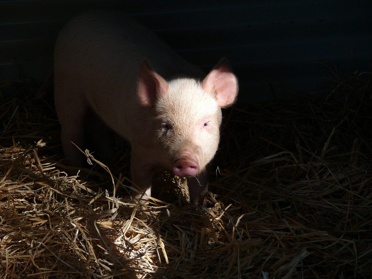 Swine Solution? The Dawn of Successful Pig Kidney Transplants in Humans