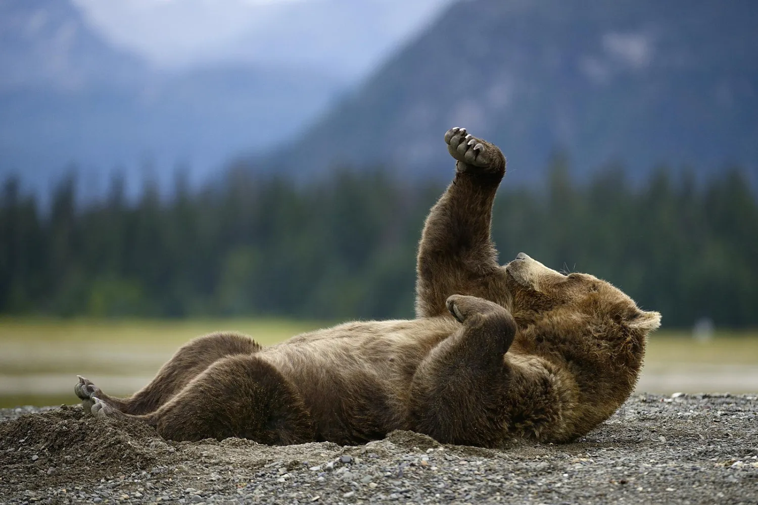 The Top 5 Zoos in the USA for an Electrifying Family Adventure