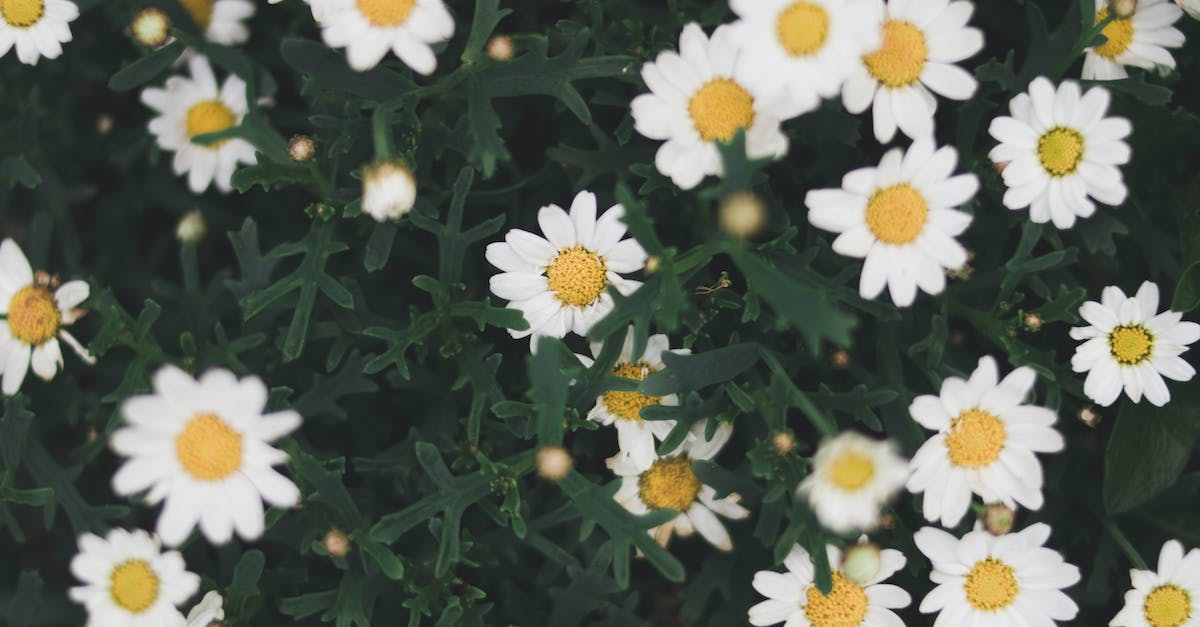 Unmasking the Charm of Chamomile: An Ultimate Guide