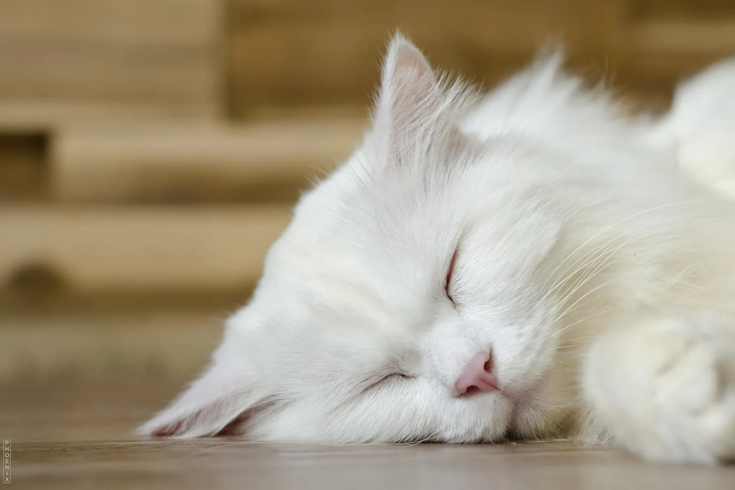 Decoding Cat Lifespan: When Every Purr Counts!