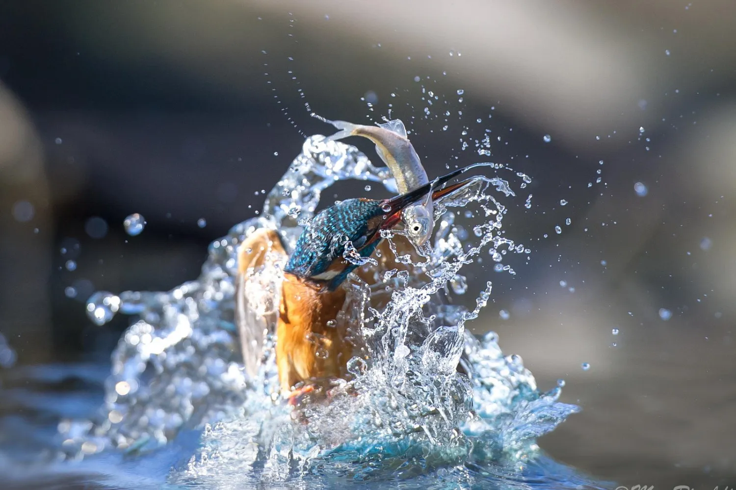 “Reel in the Memories: Best Fishing Spots for Veterans Day”