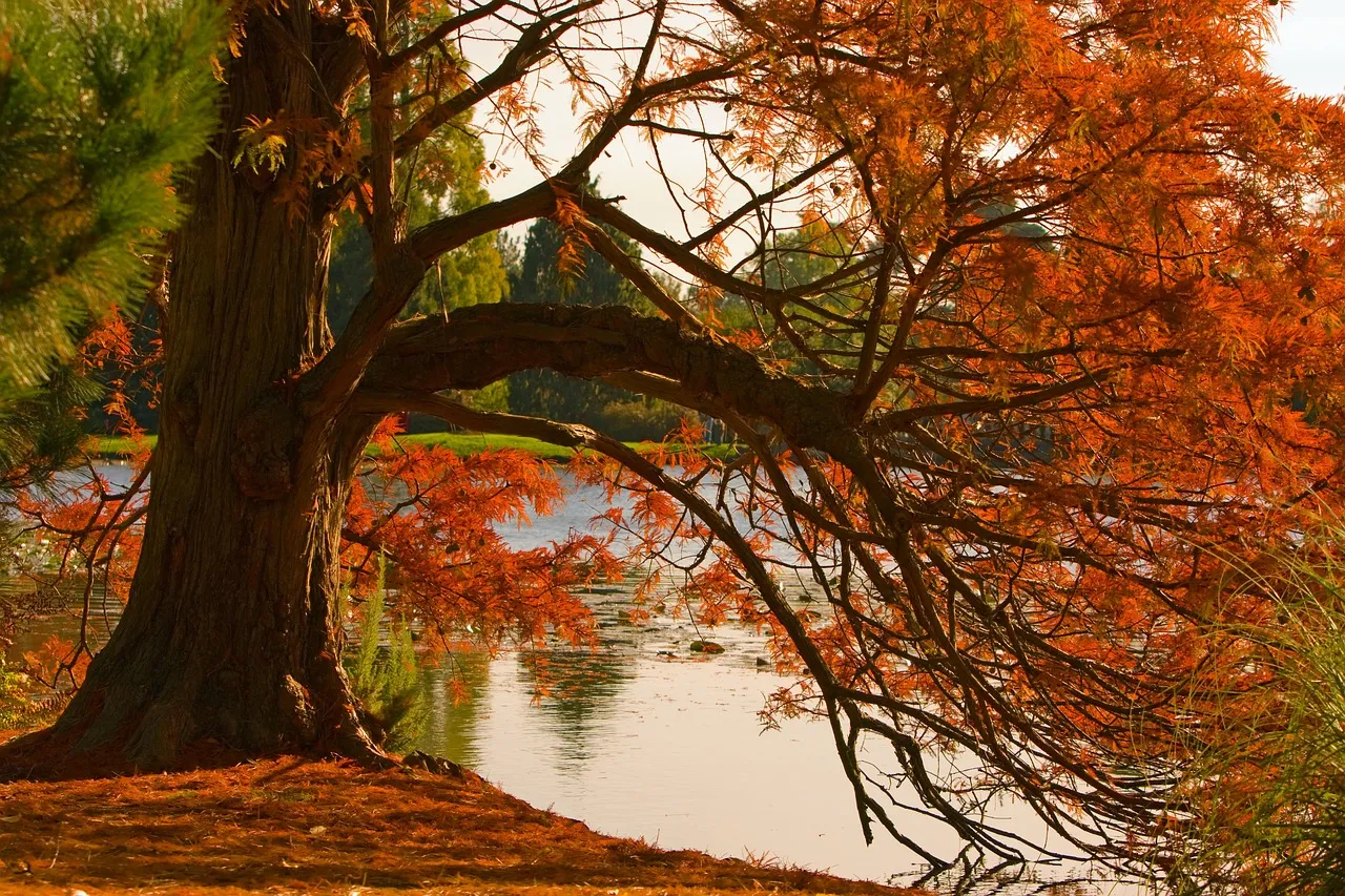 Autumnal Journeys: Roaming the Tapestry of Fall Foliage in Quotes