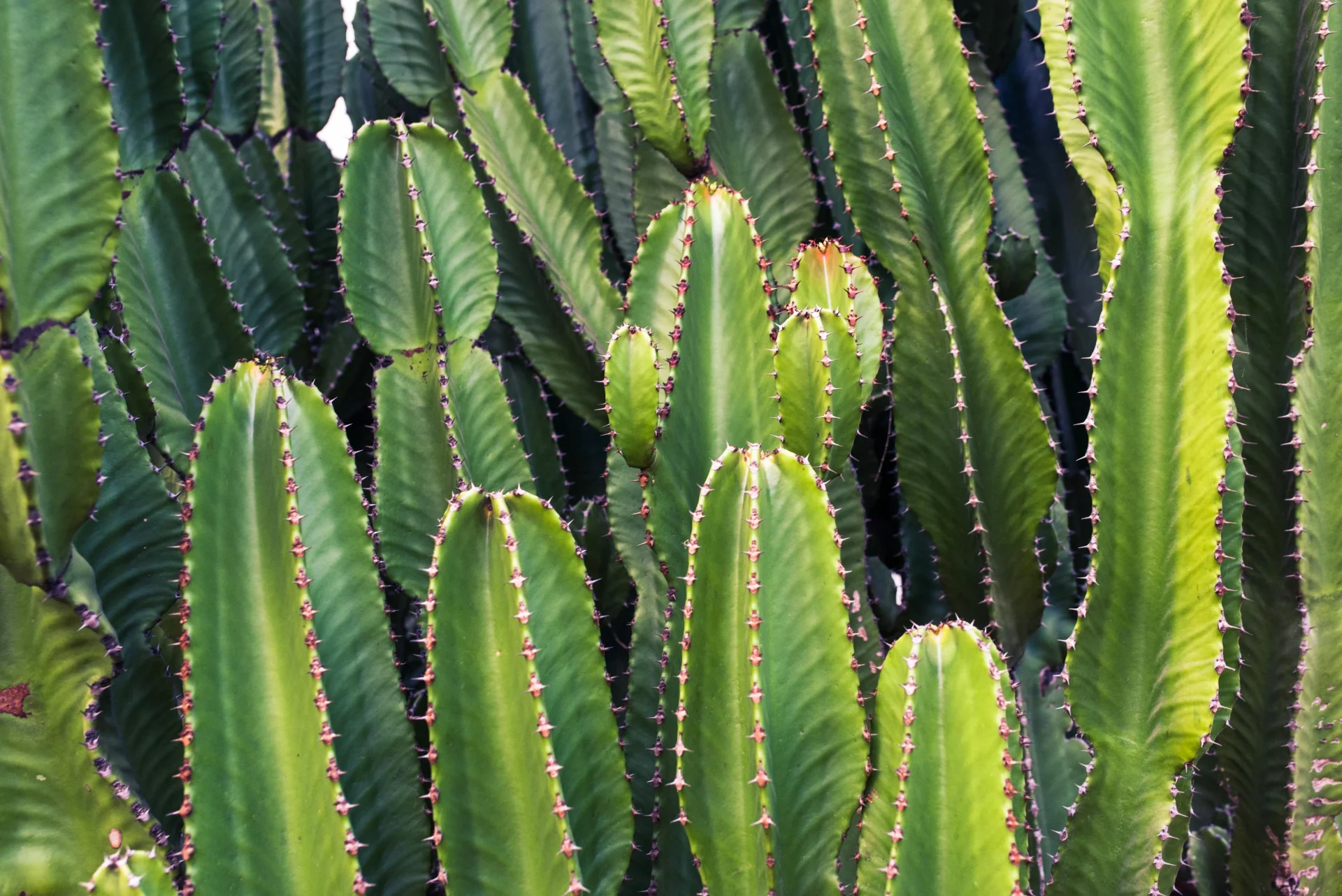 The Unclaimed Green Star of Thanksgiving: Cultivating Your Thanksgiving Cactus